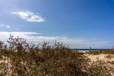 Yeşil çalılar ve mavi gökyüzü ile plaj
