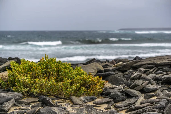 Yeşil bitkiler ve birçok siyah taşlar ile plaj
