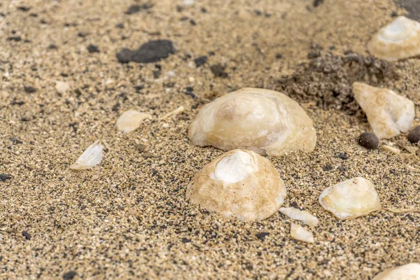 Sahilde yalan kabukları