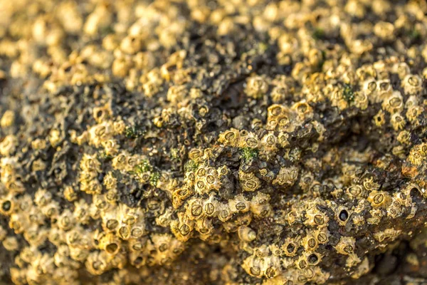 Arka plan olarak mevduat ile sahilde taş