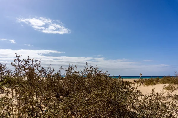 Yeşil çalılar ve mavi gökyüzü ile plaj