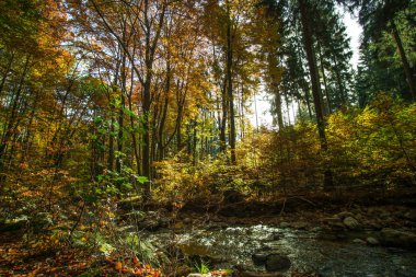 Renkli sonbahar renkleri ormandaki ağaçlar