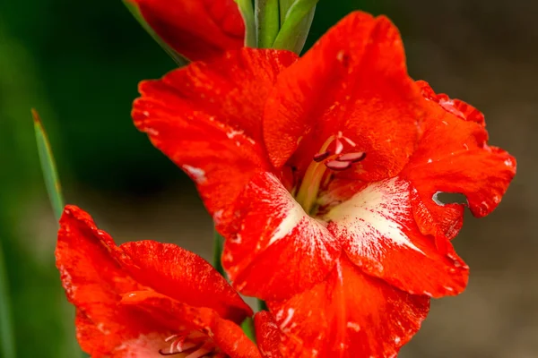 Uma Flor Branca Vermelha Com Folhas Verdes — Fotografia de Stock