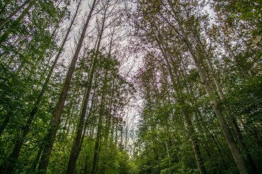 Ağaçlarda ile renkli sonbahar sonbahar yaprakları girsin