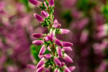 Calluna Vulgaris - Heather üç renk