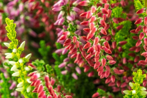 Calluna Vulgaris Heather Três Cores — Fotografia de Stock