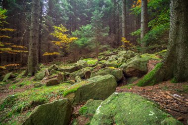 Renkli sonbahar renkleri ormandaki ağaçlar