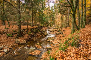 Bir sonbahar ormanda bir saat pozlama şelale
