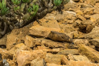 Yeşil bitkiler ile sarı lav Rock duvar