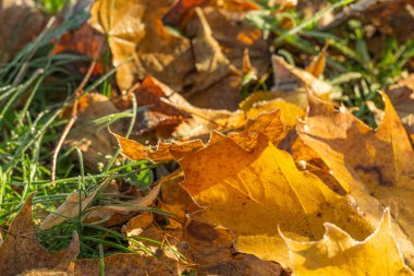 Akçaağaçtan gelen renkli sonbahar yaprakları gün ışığında donuyor.