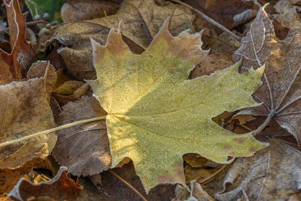 Feuilles Automne Colorées Érable Dans Gel Soleil — Photo