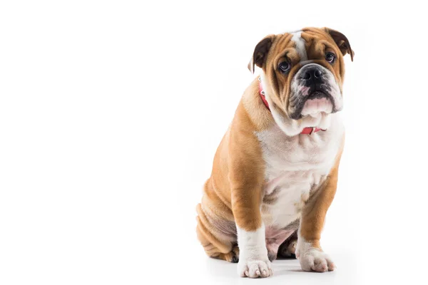 Engels bulldog in studio — Stockfoto