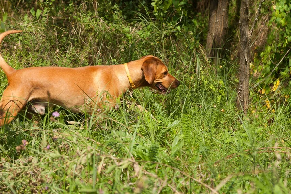 Cane da caccia serbo — Foto Stock