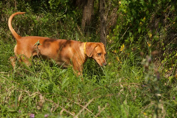 Chien de chasse serbe — Photo