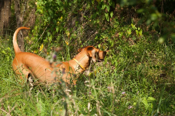 Chien de chasse serbe — Photo