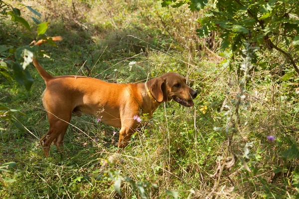 Serbian hound dog — Stock Photo, Image
