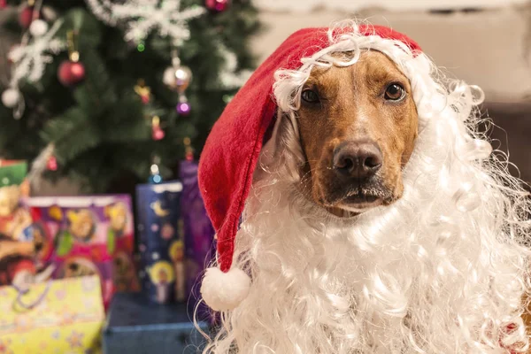 Велика собака в червоному різдвяному капелюсі Санта — стокове фото