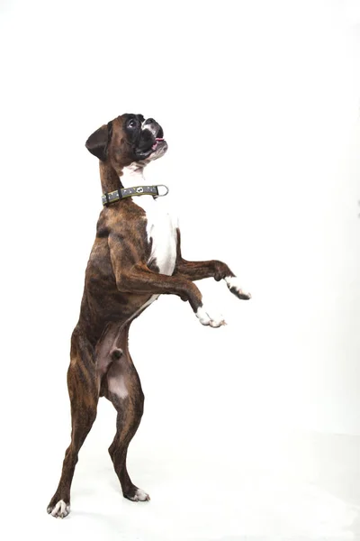 Een jonge en mooie boxer pup. — Stockfoto