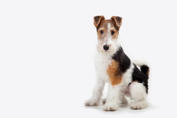 Fox Terriër in studio — Stockfoto