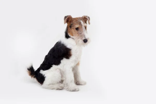Fox terrier i studio — Stockfoto