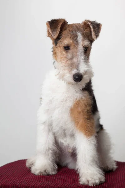 Fox terrier i studio — Stockfoto