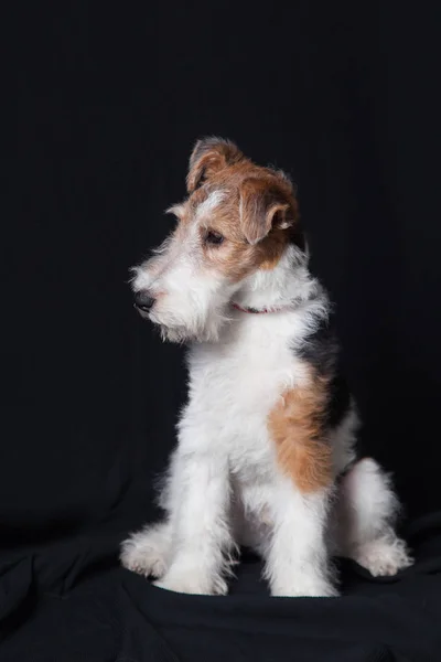 Fox terrier w studio — Zdjęcie stockowe