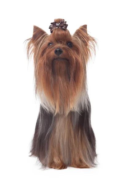 Yorkshire terrier geïsoleerd op wihte — Stockfoto