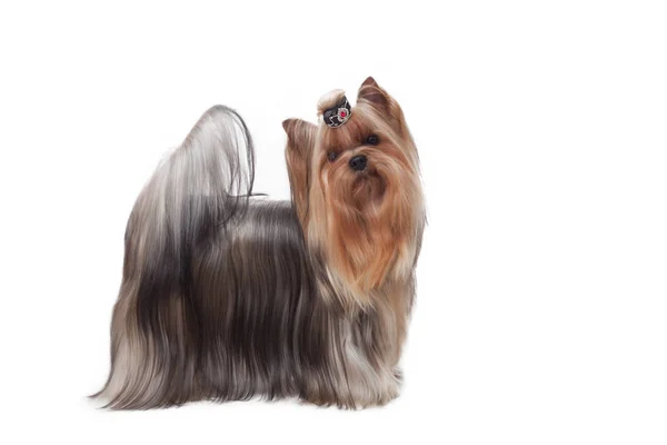 Yorkshire terrier geïsoleerd op wihte — Stockfoto