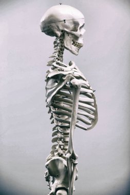 İnsan iskeleti ve tıp