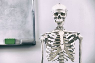 İnsan iskeleti ve tıp