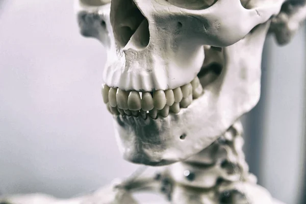 İnsan iskeleti ve tıp — Stok fotoğraf