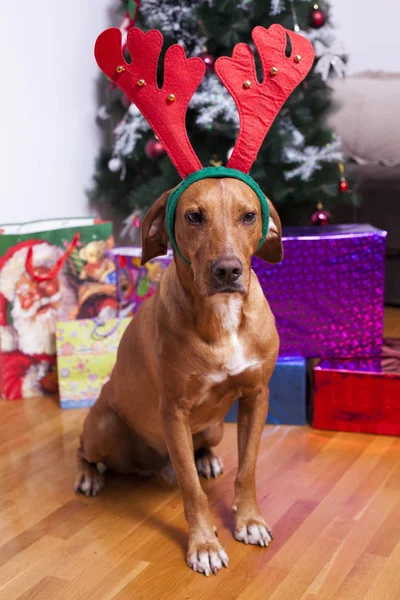 Bonne année, Noël, fêtes et célébrations — Photo