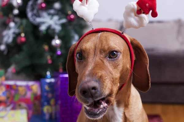 Bonne année, Noël, fêtes et célébrations — Photo