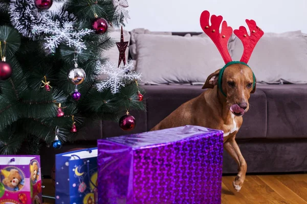 Boldog új évet, karácsony, ünnepek és ünneplés Jogdíjmentes Stock Képek