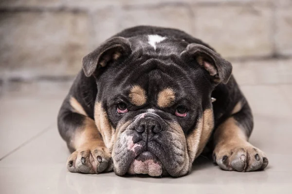 Engels Bulldog kijken naar de camera — Stockfoto