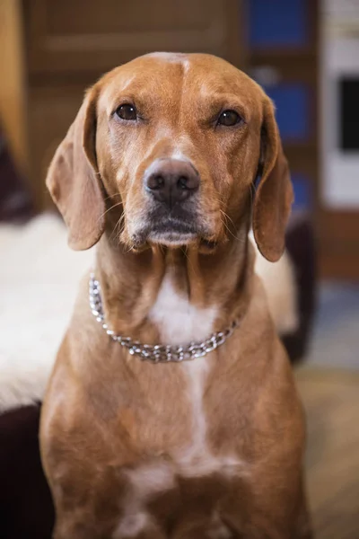 Yakın çekim portre köpek