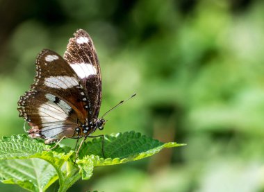 Yeşil yaprak üzerinde erkek Danaid Eggfly (Hypolimnas misippus)
