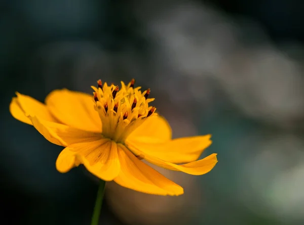 Bela flor amarela cosmos fechar-se contra fundo silenciado — Fotografia de Stock
