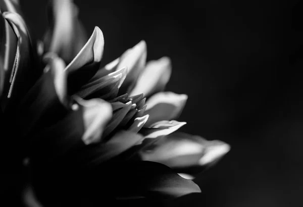 Красива м'яка фокусна абстрактна фотографія чорно-білої тонованої квітки ізольована на чорному — стокове фото