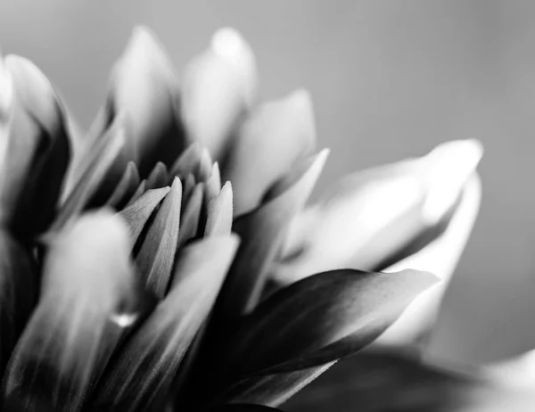 Enfoque suave foto abstracta de asterflower tonificado blanco y negro — Foto de Stock