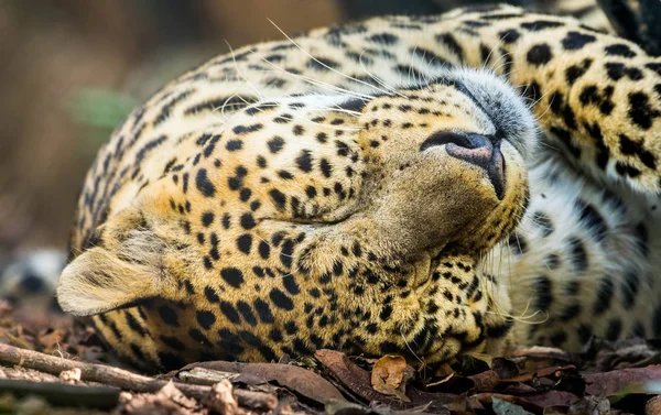 Perfil Lateral Com Detalhes Extremos Leopardo Dormindo Com Olhos Fechados — Fotografia de Stock