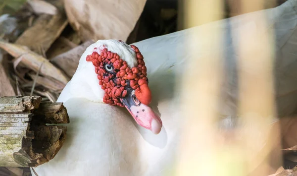 Pato Moscovo Selvagem Com Crescimento Vermelho Cabeça Escondido Moita Incubando — Fotografia de Stock