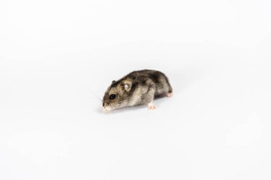 Beyaz tenli şirin gri hamster. 