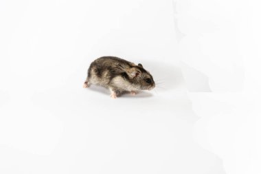 Beyaz tenli şirin gri hamster. 