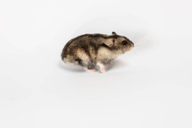 Beyaz tenli şirin gri hamster. 