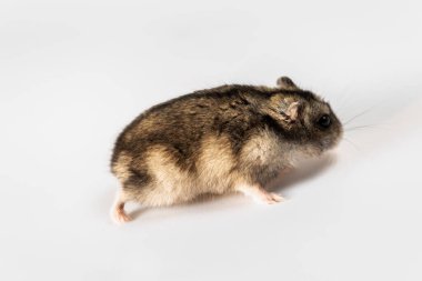 Beyaz tenli şirin gri hamster. 