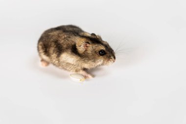 Beyaz tenli şirin gri hamster. 