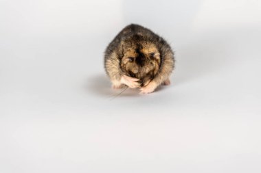 Beyaz tenli şirin gri hamster. 
