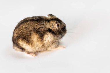 Beyaz tenli şirin gri hamster. 