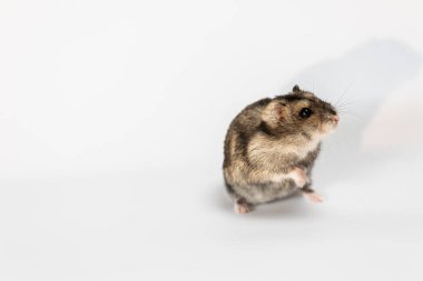Beyaz tenli şirin gri hamster. 
